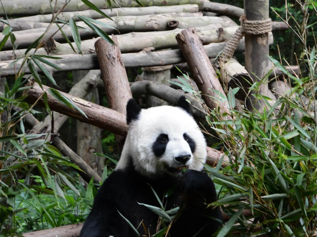 都江堰熊猫乐园