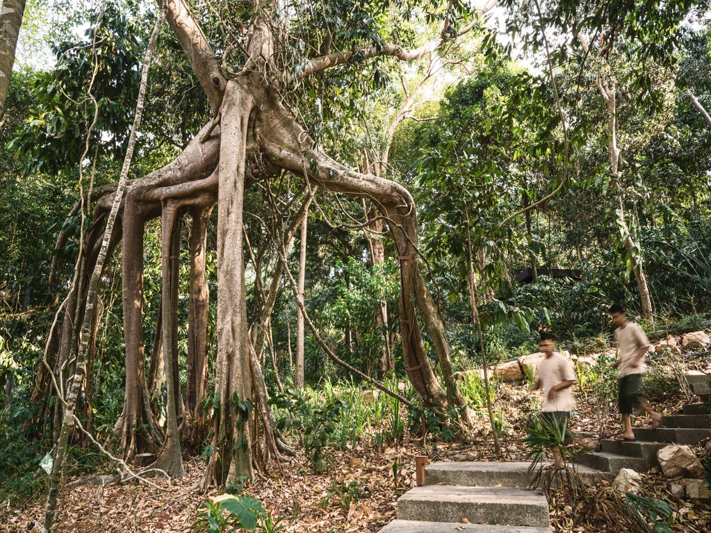 Forest Bathing