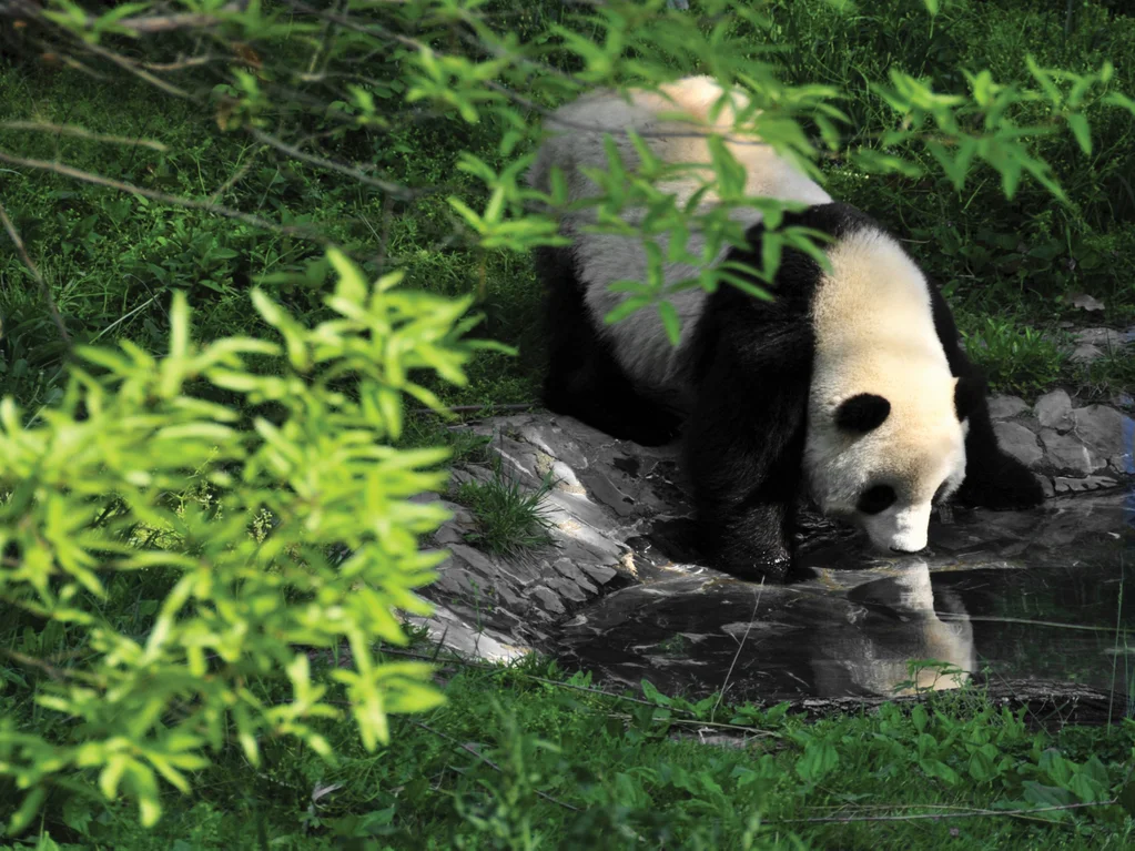 Chengdu Panda Valley and Watch Feeding