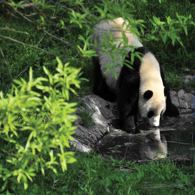 A panda lowers its head to drink from a tranquil pond, surrounded by green grass and leafy branches in a peaceful natural setting.