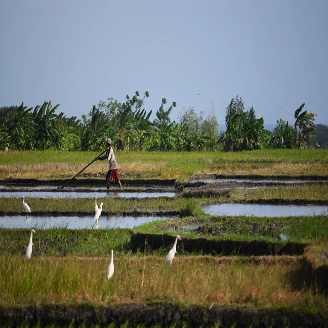 A worker tends a flooded rice field using a tool as several white birds gather nearby; lush greenery forms the backdrop.