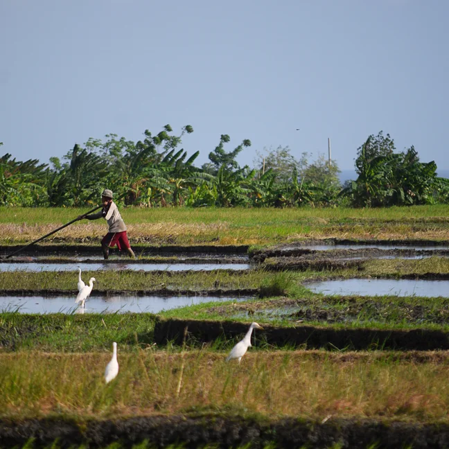 A worker tends a flooded rice field using a tool as several white birds gather nearby; lush greenery forms the backdrop.