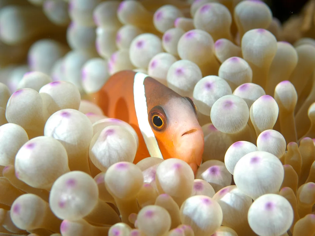 Reef Restoration with the Coral Gardeners