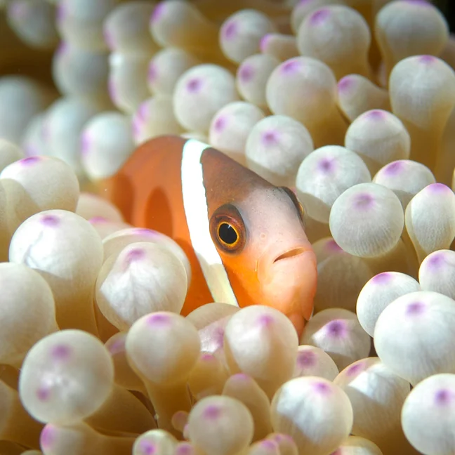 小丑鱼在淡色、圆形的海葵触须中,触须顶端呈柔和的粉红色,描绘了水下的小丑鱼,强调了海洋生物的和谐。.