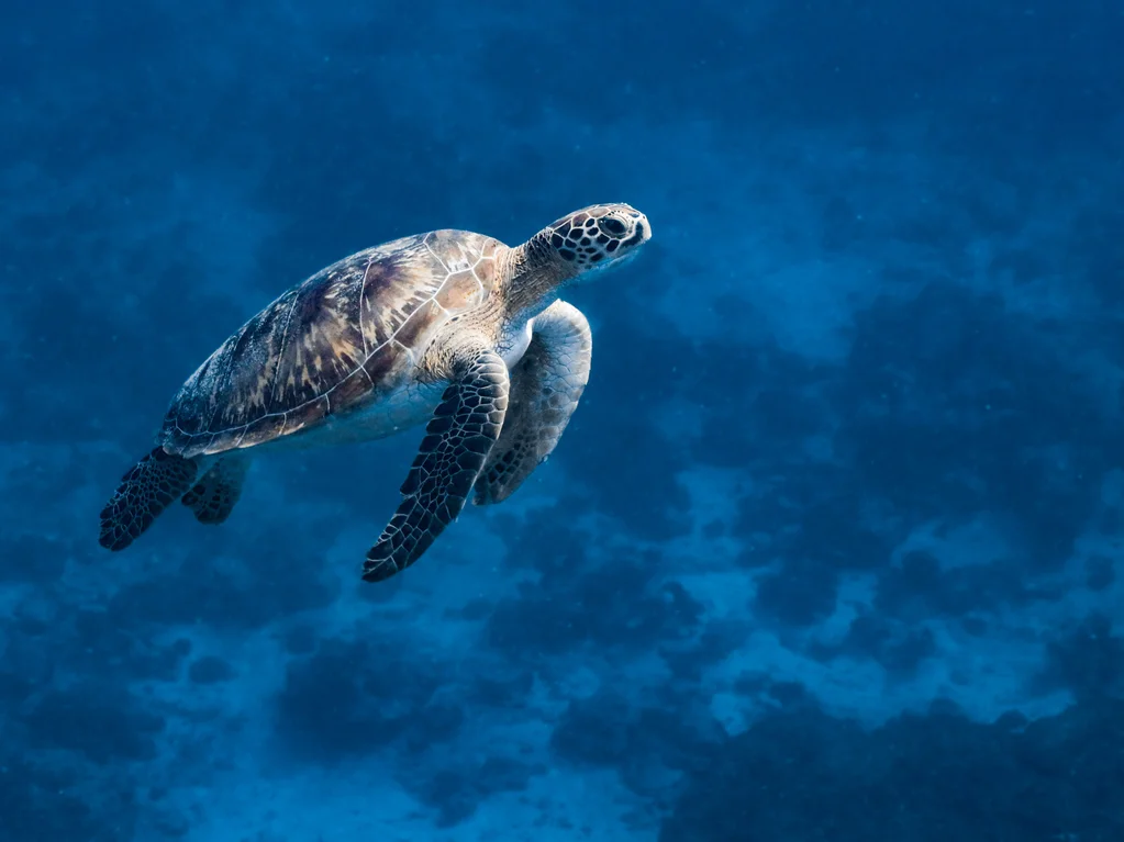 Safari de Tortugas