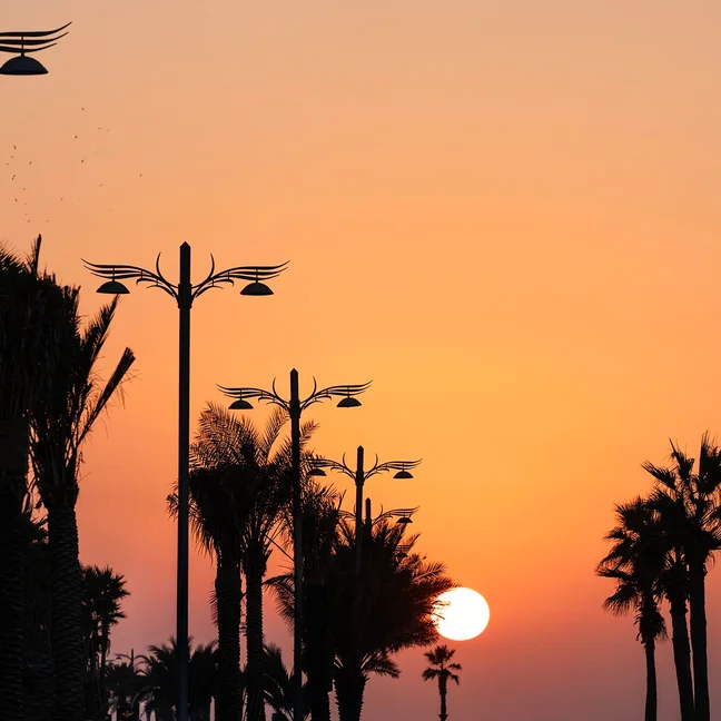Evening light filters through silhouettes of palm trees, highlighting the natural landscape and calm atmosphere.