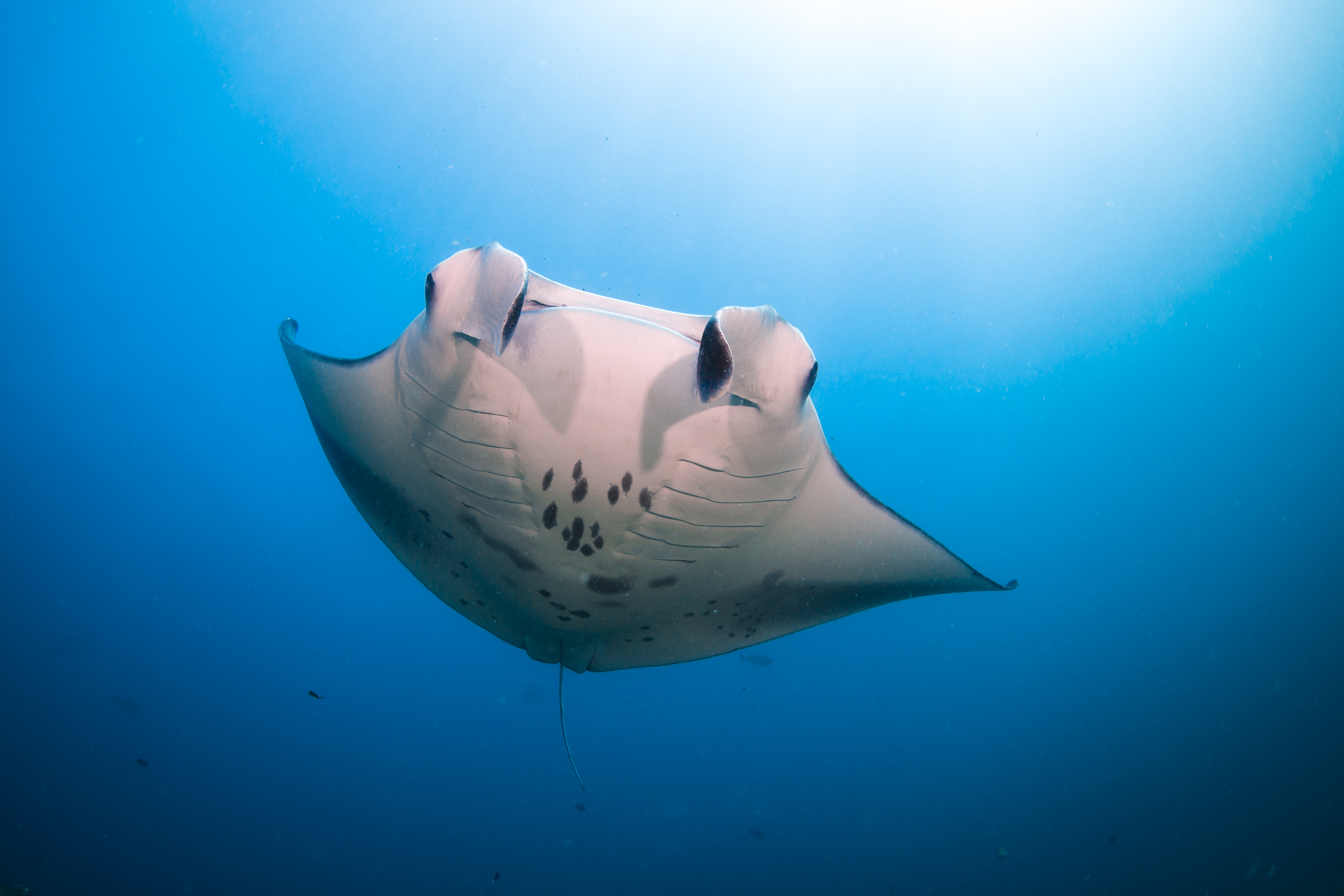Manta ray in Laamu Atoll