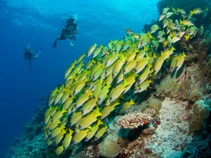 Scuba divers explore beside a vibrant coral reef and a school of yellow fish, all visible through clear ocean water. A scene supporting marine preservation.