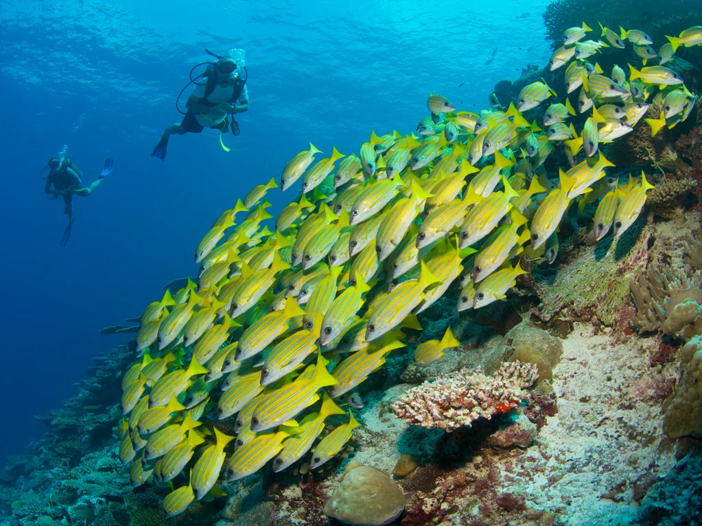 Scuba Diving in the Maldives