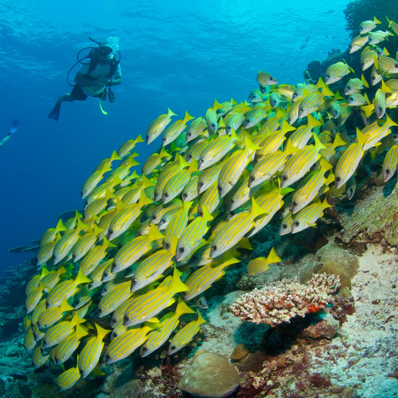 Scuba divers explore beside a vibrant coral reef and a school of yellow fish, all visible through clear ocean water. A scene supporting marine preservation.