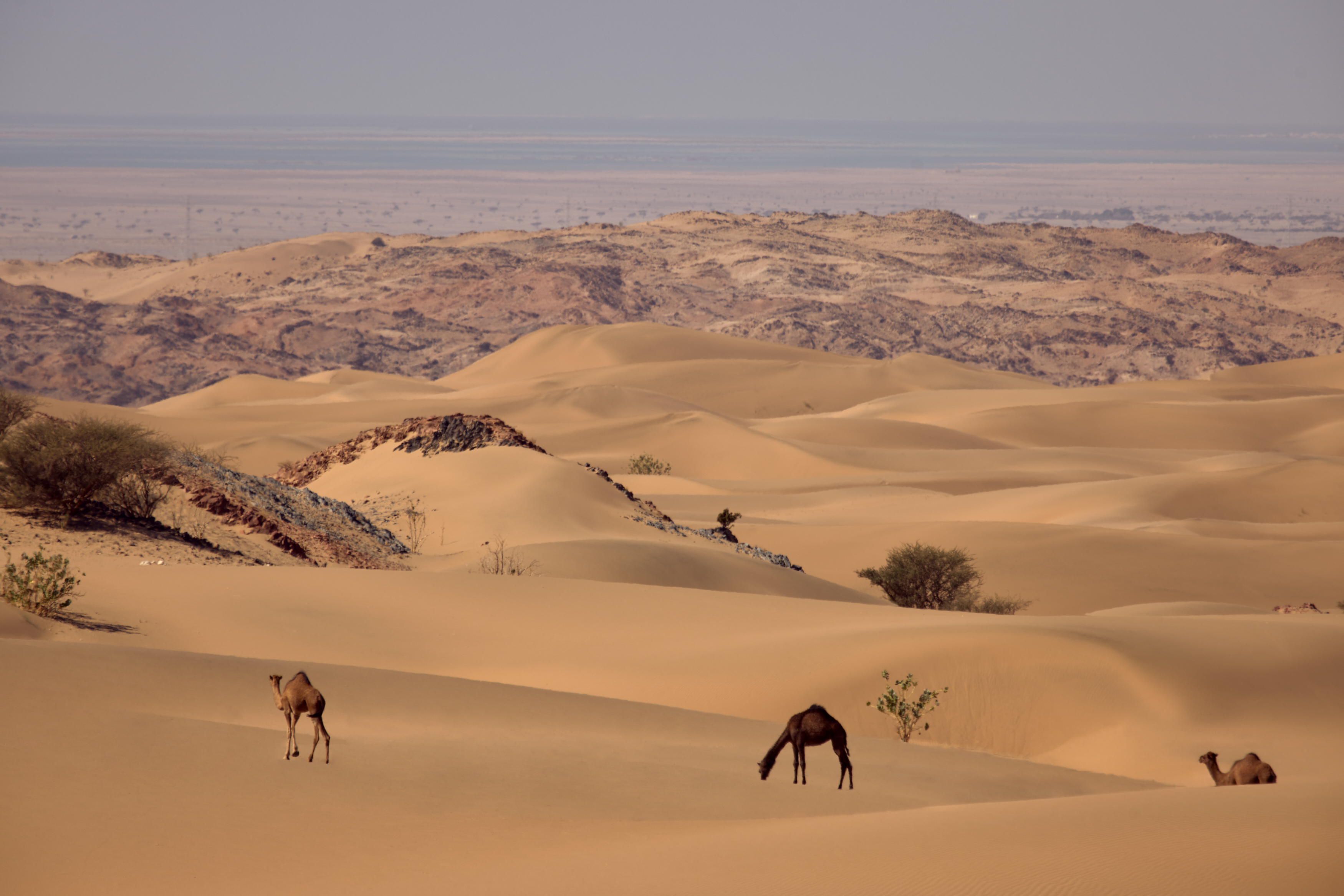 Camels