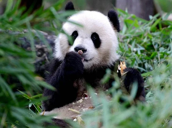 Chengdu Panda Breeding and Research Center