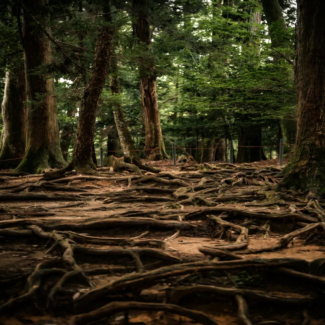 Tree roots weave across a shaded forest floor, forming gentle, natural patterns beneath tall trunks, highlighting the connection between land and life.