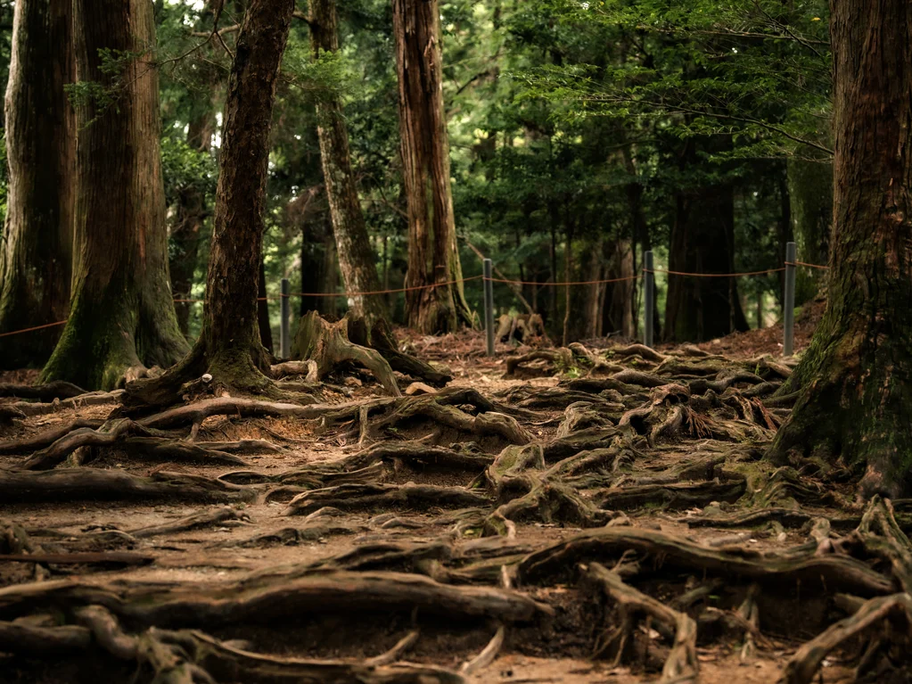 Sacred Pathways: Forest Bathing and Energy Healing