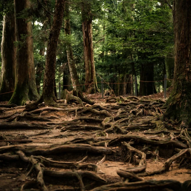 Tree roots weave across a shaded forest floor, forming gentle, natural patterns beneath tall trunks, highlighting the connection between land and life.