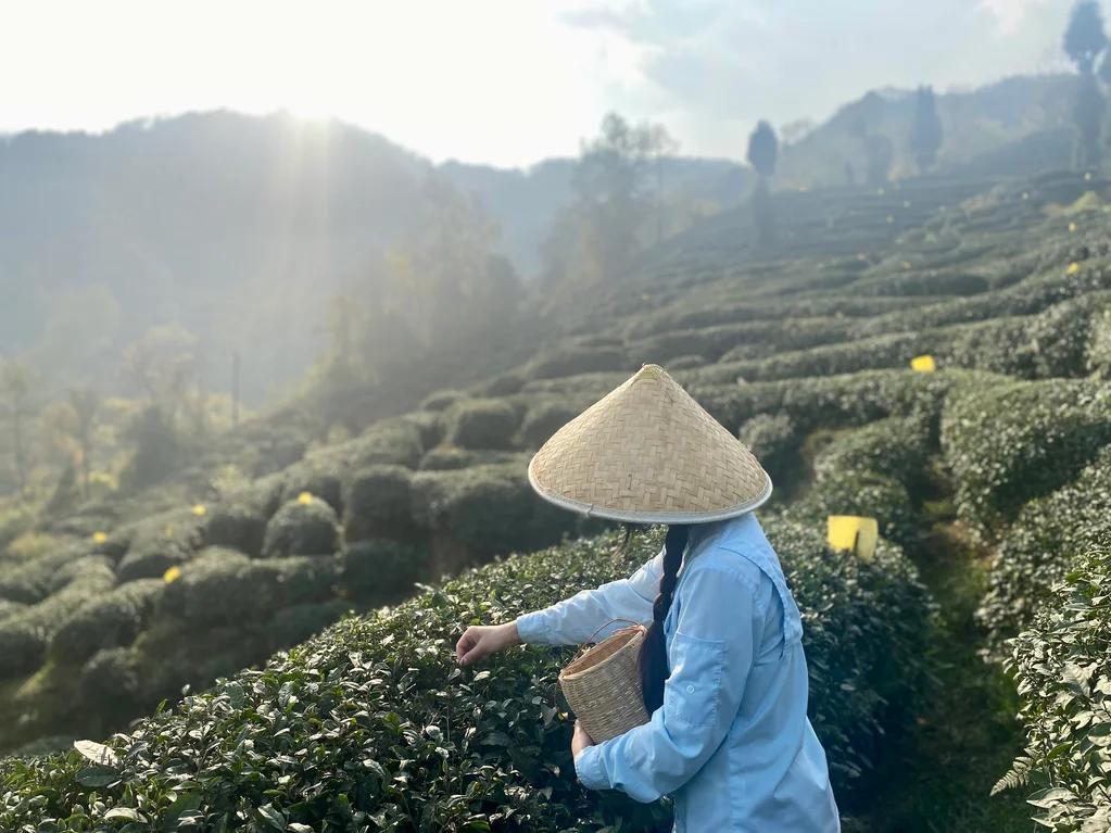 精制青城茶