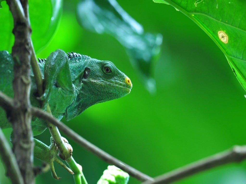 Iguana Spotting