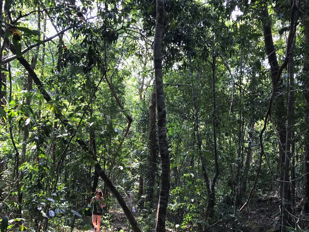 ندعوك إلى زيارة تا كييف! مسيرة الغابة في جزيرة كوه تا كييف