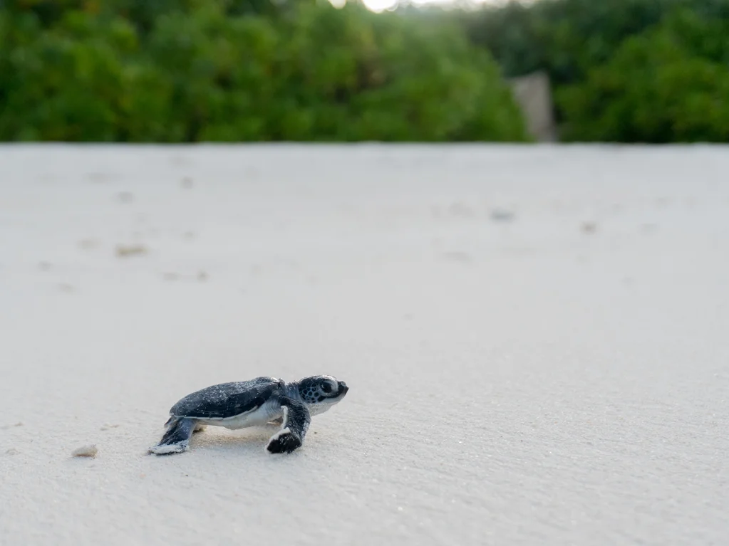 eclosión de tortugas
