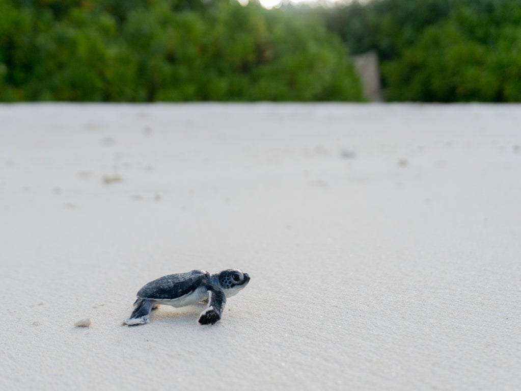 Turtle Hatching in Seychelles