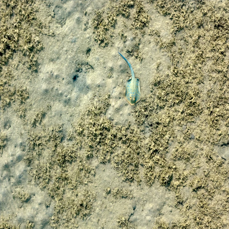 A blue-spotted stingray glides across a gently textured ocean floor, with patches of algae visible on the sand below.