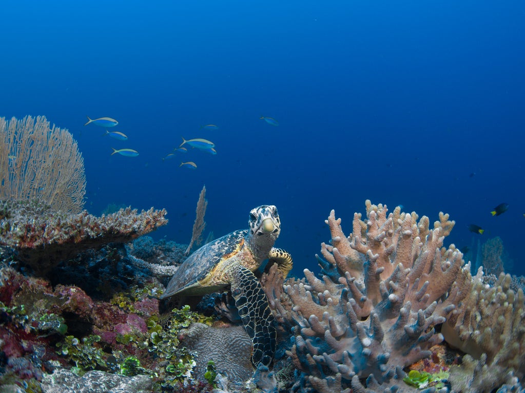 Scuba Diving in the Maldives Lhaviyani atoll