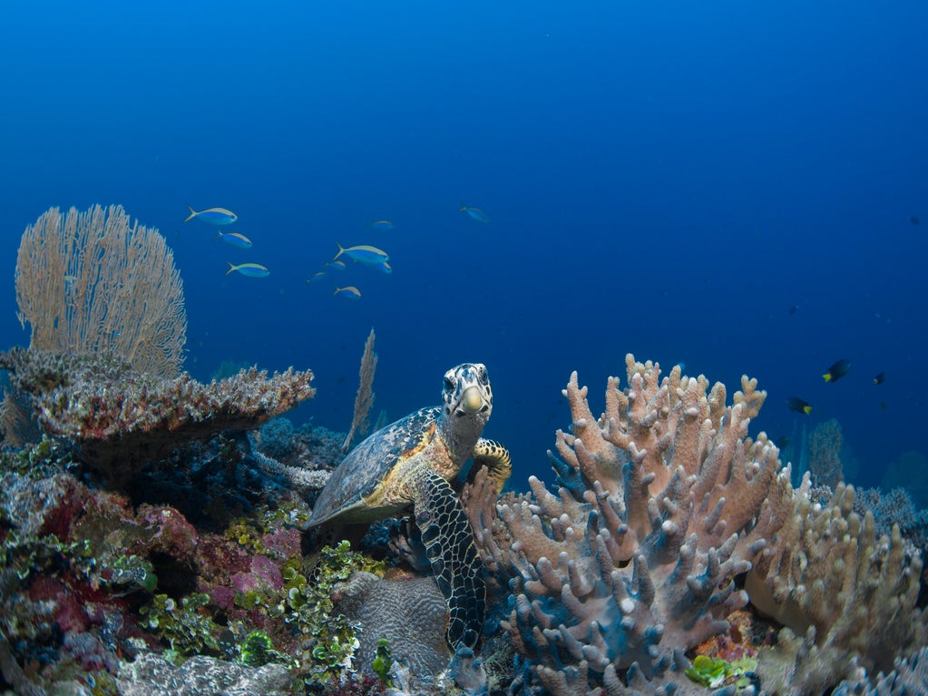 Scuba Diving in the Maldives Lhaviyani atoll