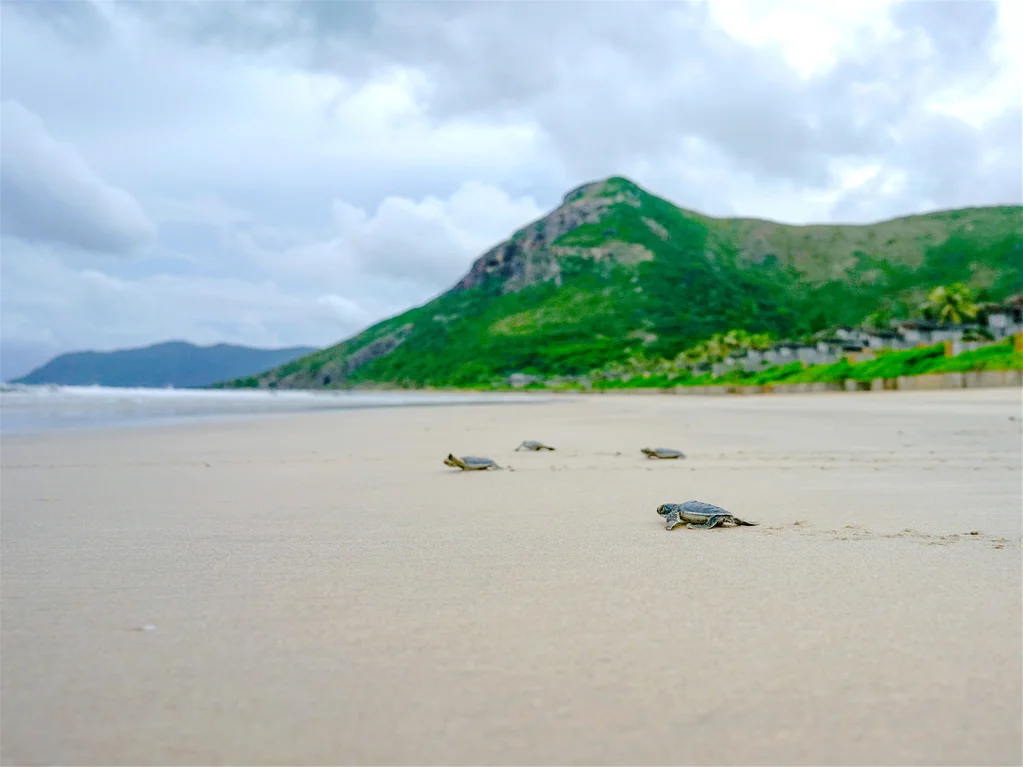 Éclosion des œufs de tortues