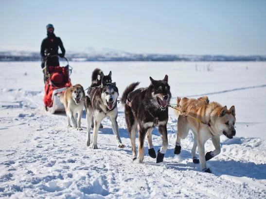 Husky Sledding