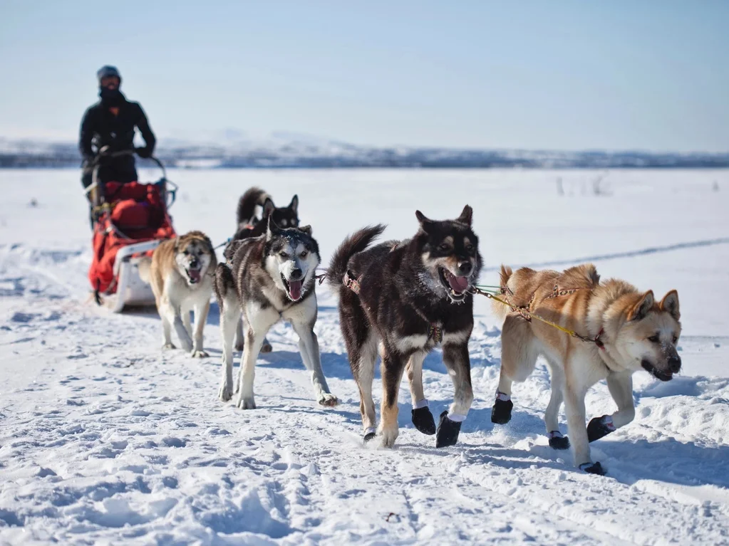 Husky Sledding