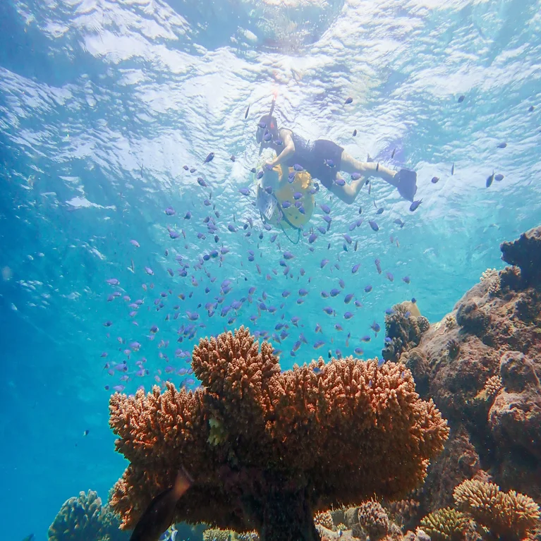 Guests explore vibrant coral reefs and marine life in clear water, with gentle sunlight illuminating the underwater landscape.