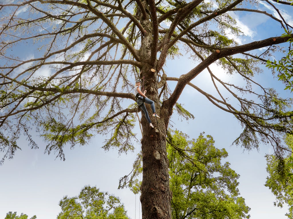 Tree Climbing