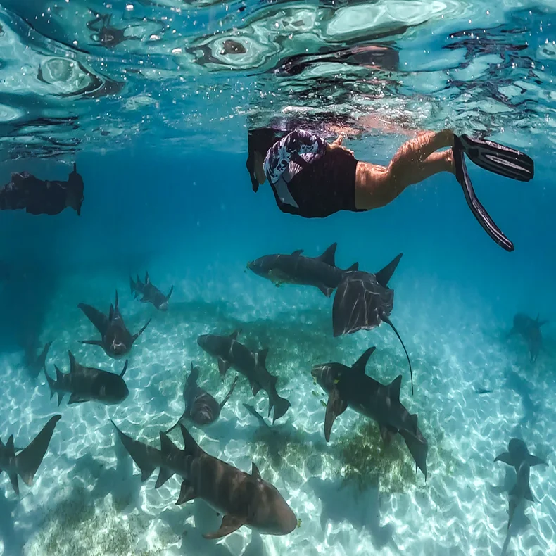 A guest observes graceful sharks gliding below the water’s surface, as rays of sunlight gently filter through the clear, blue ocean above.