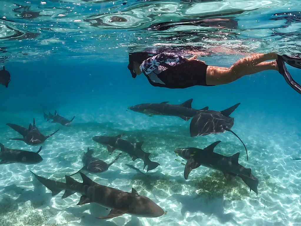Snorkel con tiburones nodriza