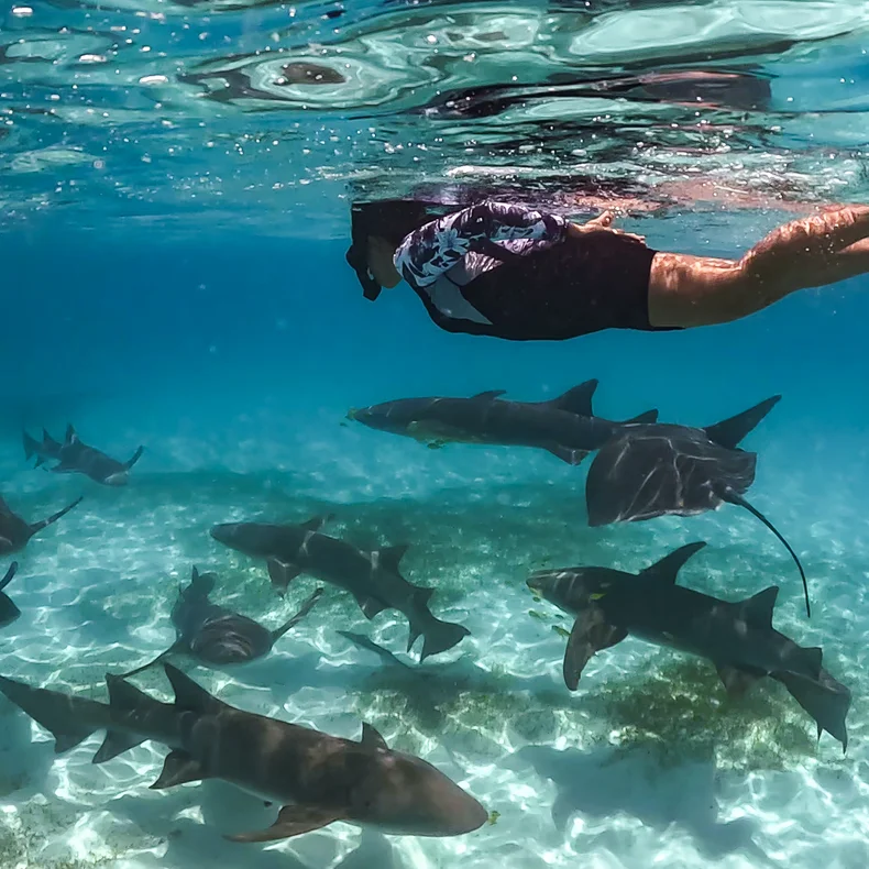 A guest observes graceful sharks gliding below the water’s surface, as rays of sunlight gently filter through the clear, blue ocean above.