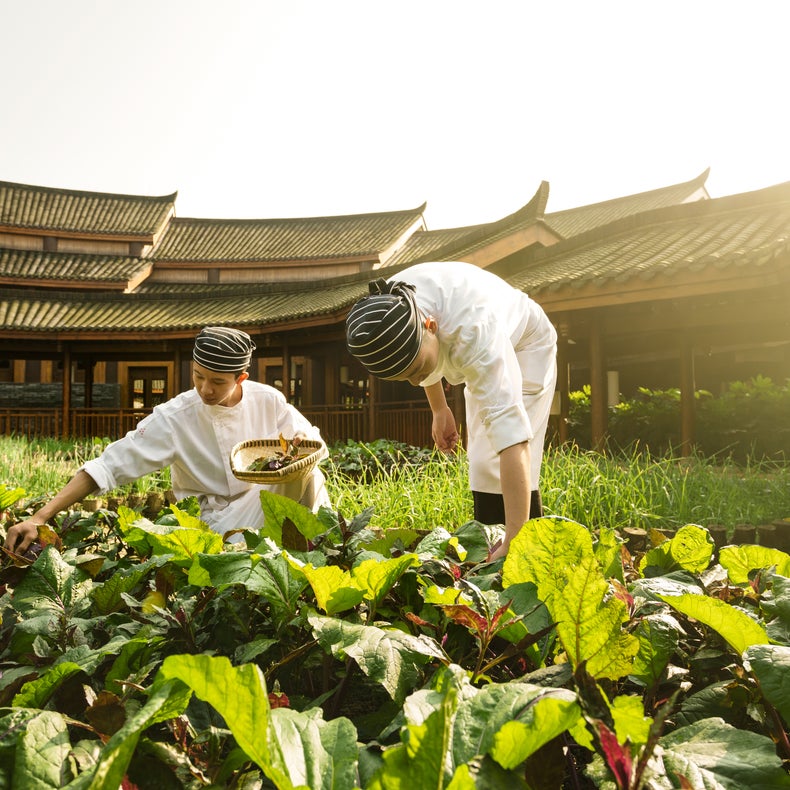 Team members in light uniforms gather fresh vegetables from a vibrant garden near an Asian-inspired building on a bright, sunny day.