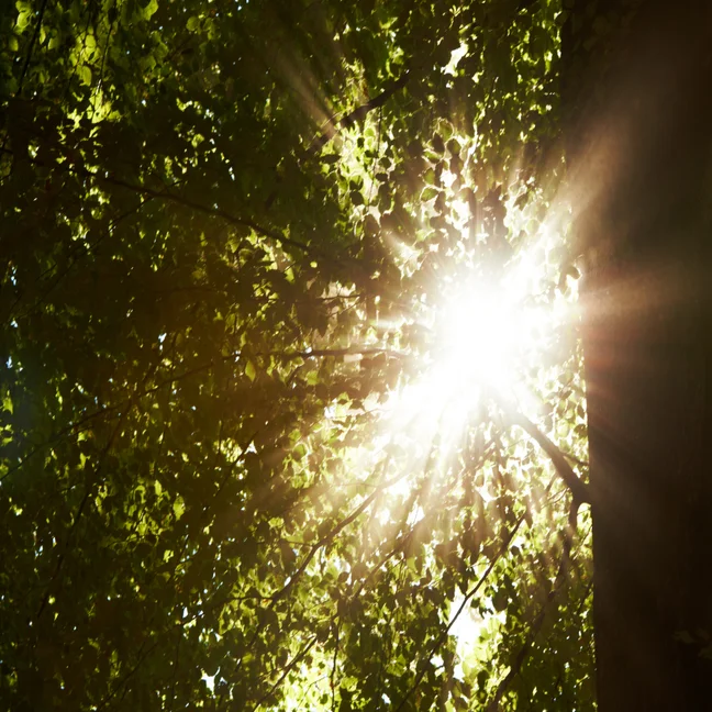 Filtered light streams through vibrant green tree leaves, casting gentle illumination and natural patterns in a tranquil, sustainable forest environment.