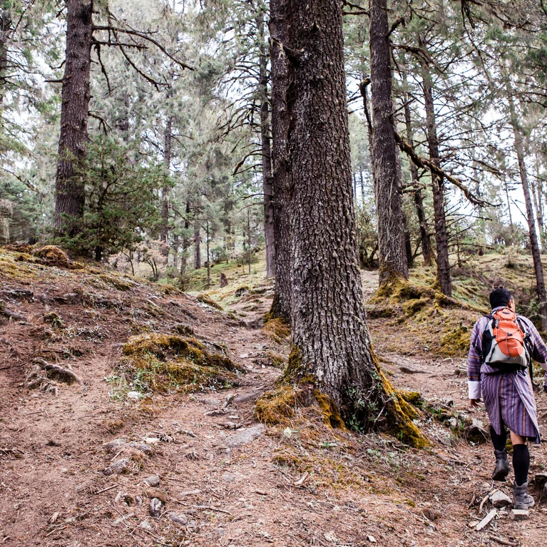 A guest journeys uphill along a soft, moss-lined trail through vibrant forest, surrounded by tall trees and filtered daylight.