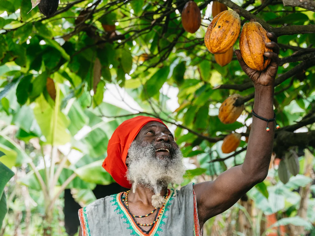 Reggae Fields Journey