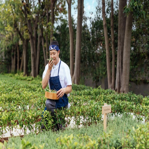 Guest kneels in a vibrant garden, gathering fresh herbs into a basket and savoring their aroma amid lush greenery and trees, reflecting wellness and sustainability values.