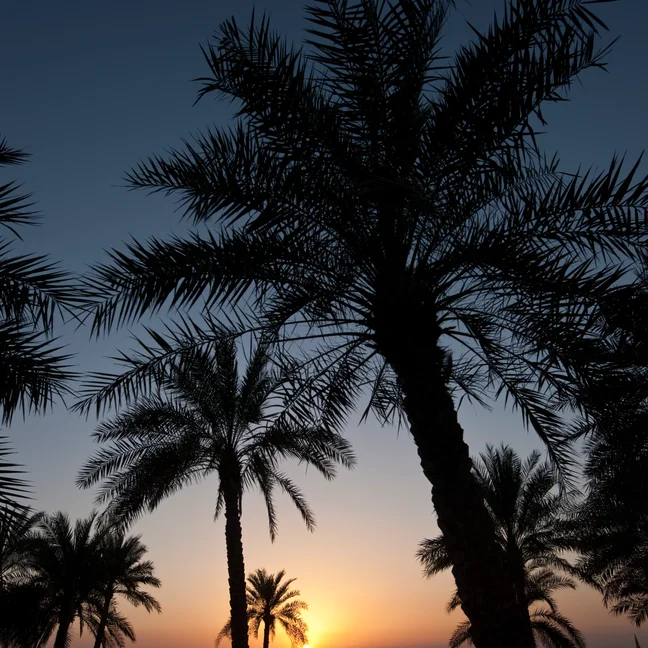 Palm trees and shaded beach umbrellas stand by the shore as the sun lowers over calm water, creating a tranquil scene at dusk.