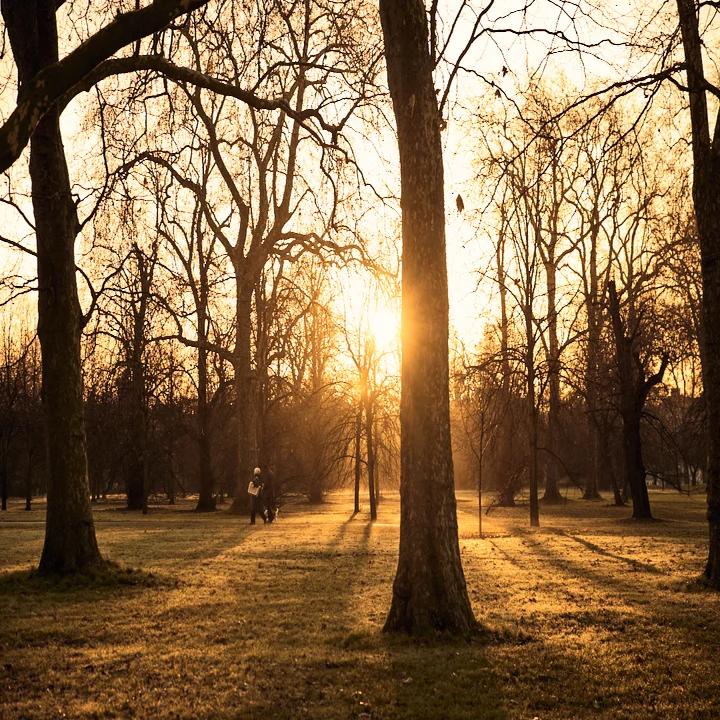 An individual walks a dog along a path surrounded by leafless trees at sunset.