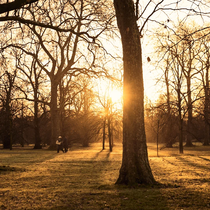 An individual walks a dog along a path surrounded by leafless trees at sunset.