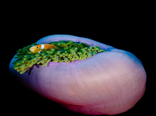 Aventure de Snorkeling Guidé dans Le Monde de Nemo