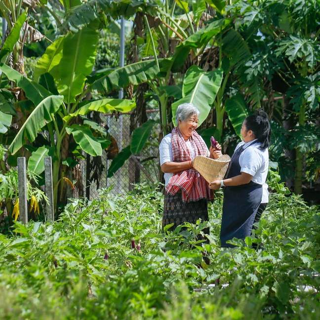 Guests enjoy a garden walk, gathering fresh produce in a vibrant setting with abundant greenery and trees, reflecting wellness and sustainability.