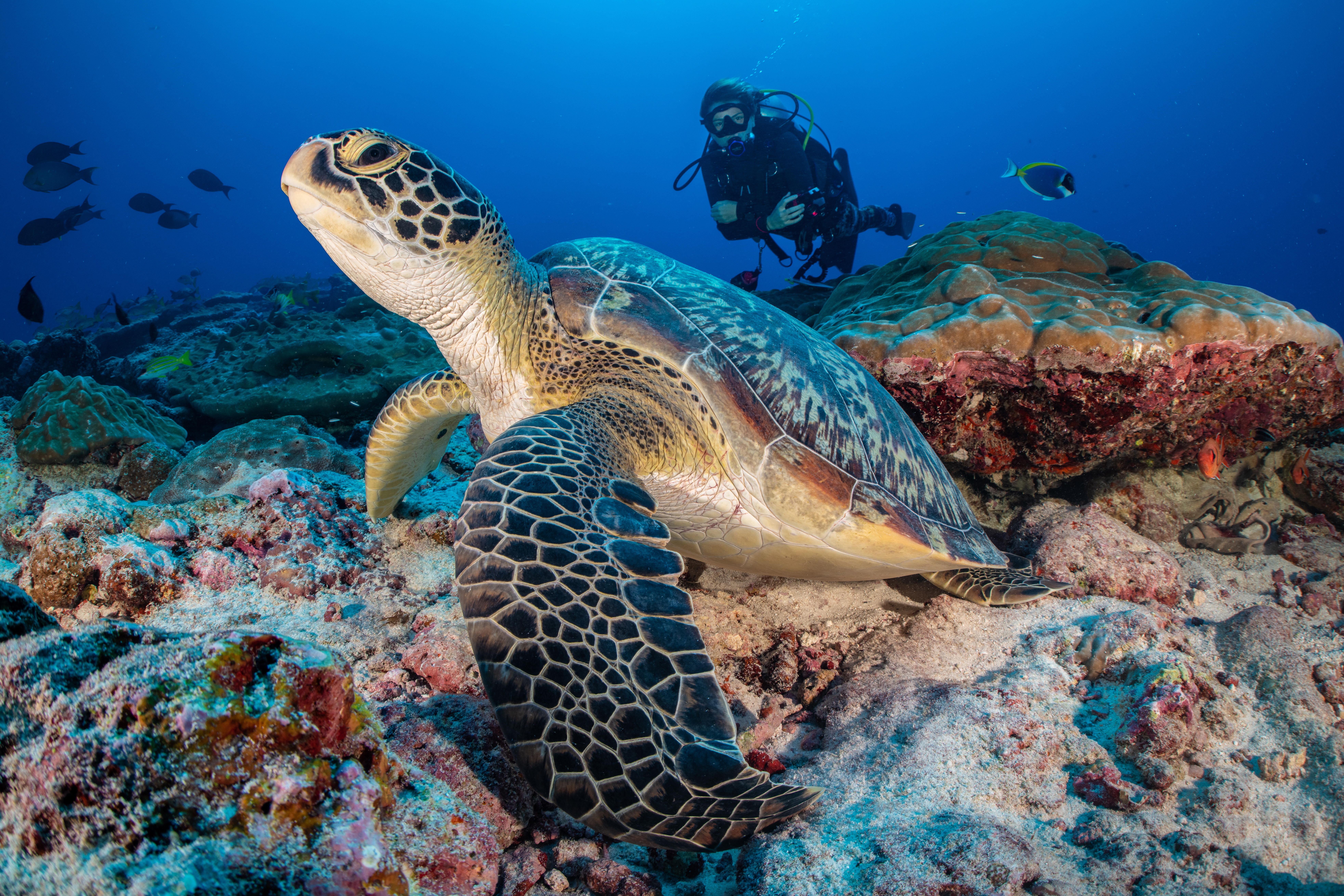 Diving with turtle
