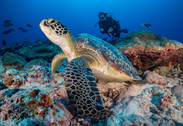 Diving with turtle