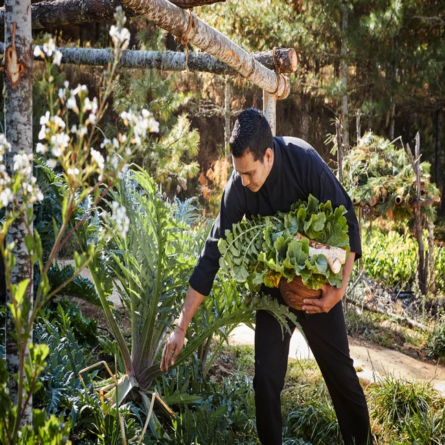 Una persona recoge verduras de hoja en una cesta en un próspero jardín, rodeado de abundante vegetación y árboles.