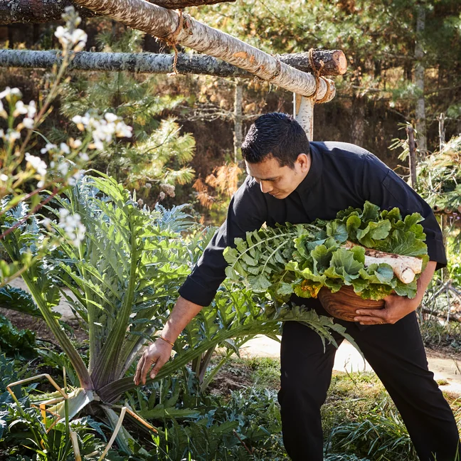 Una persona recoge verduras de hoja en una cesta en un próspero jardín, rodeado de abundante vegetación y árboles.