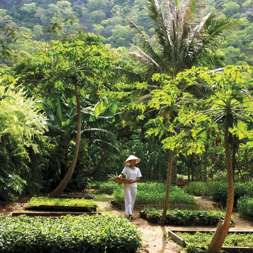 宾客漫步在生机勃勃的热带花园中,园内种植着各种绿色植物、棕榈树和精心设计的高架花坛。.